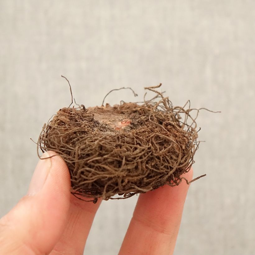 Begonia Non Stop Apricot Bulbo taglia 5+ esemplare consegnato in primavera