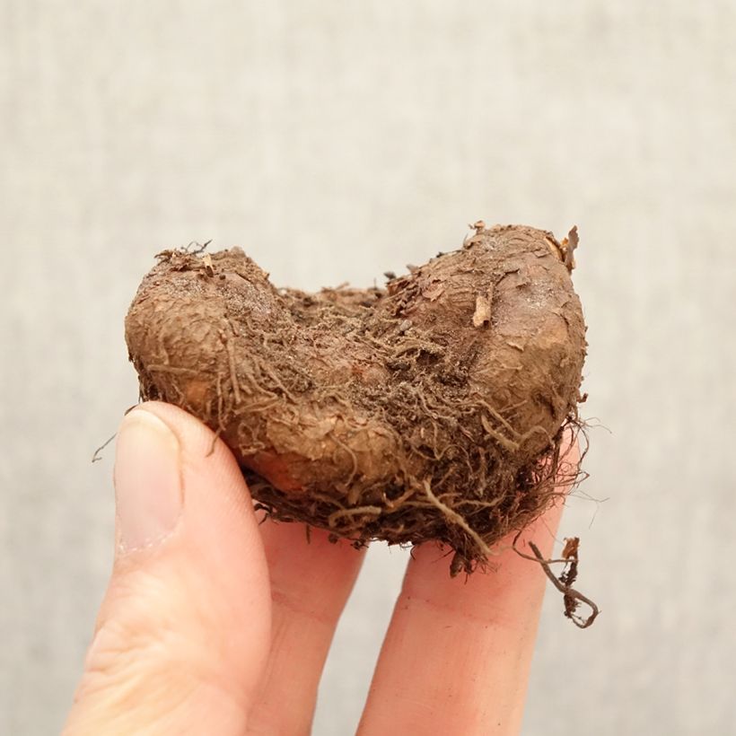 Begonia Non Stop Goldorange Bulbo taglia 5+ esemplare consegnato in primavera