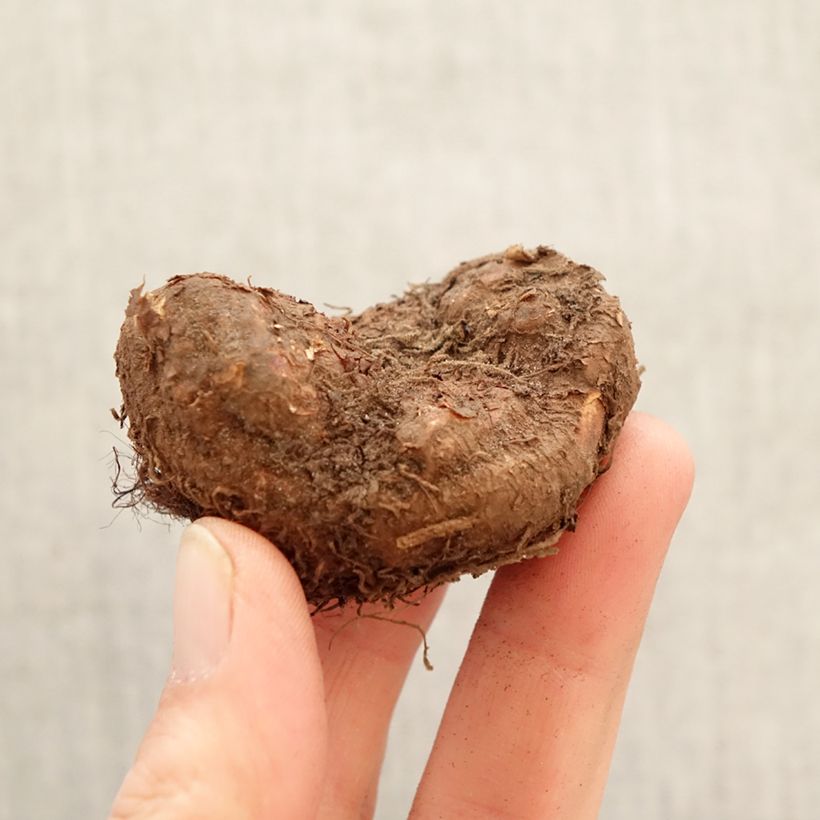 Begonia Non Stop Pink Bulbo taglia 5+ esemplare consegnato in primavera