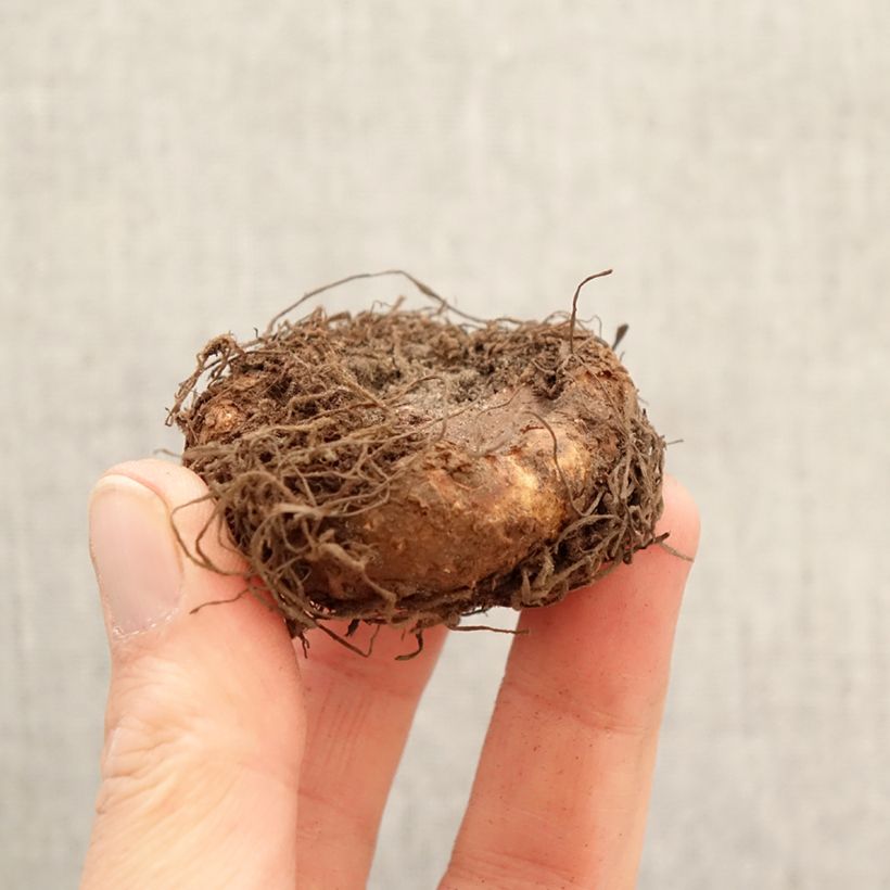 Begonia Non Stop Scarlet Bulbo taglia 5+ esemplare consegnato in primavera