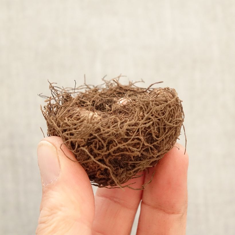 Begonia Non Stop White Bulbo taglia 5+ esemplare consegnato in primavera