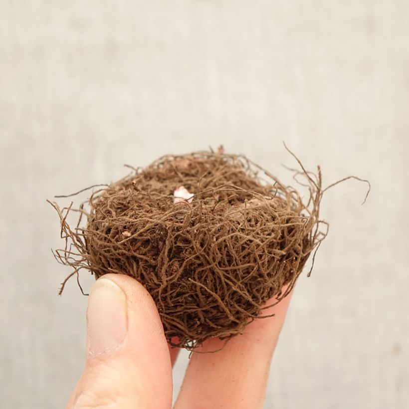 Begonia Non Stop Yellow Bulbo taglia 5+ esemplare consegnato in primavera