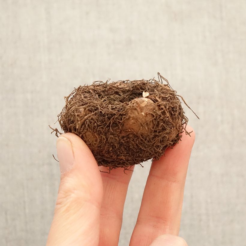 Begonia Pendula Splendide Flamenca Bulbo taglia 5+ esemplare consegnato in primavera