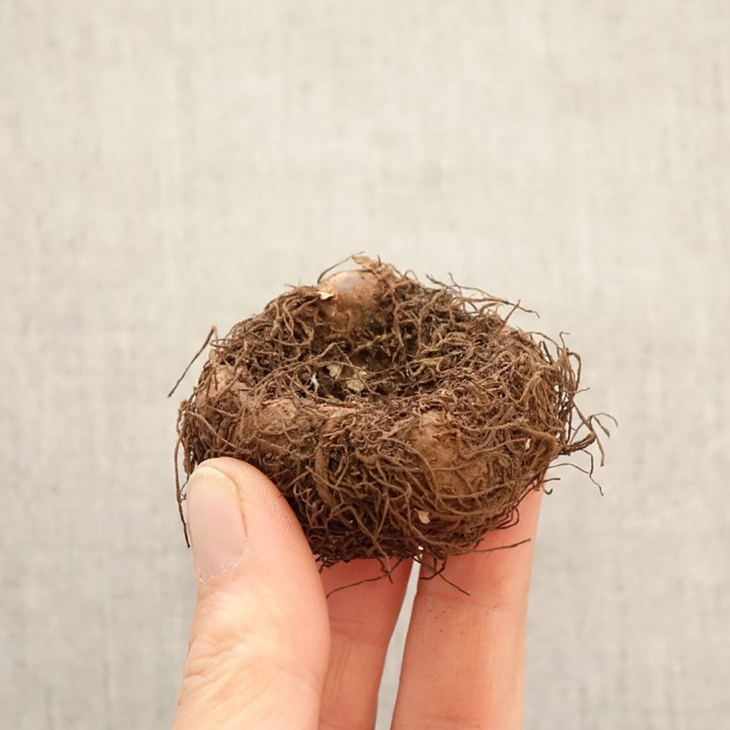 Begonia Odorata  Sunny Dream Bulbo taglia 5+ esemplare consegnato in primavera