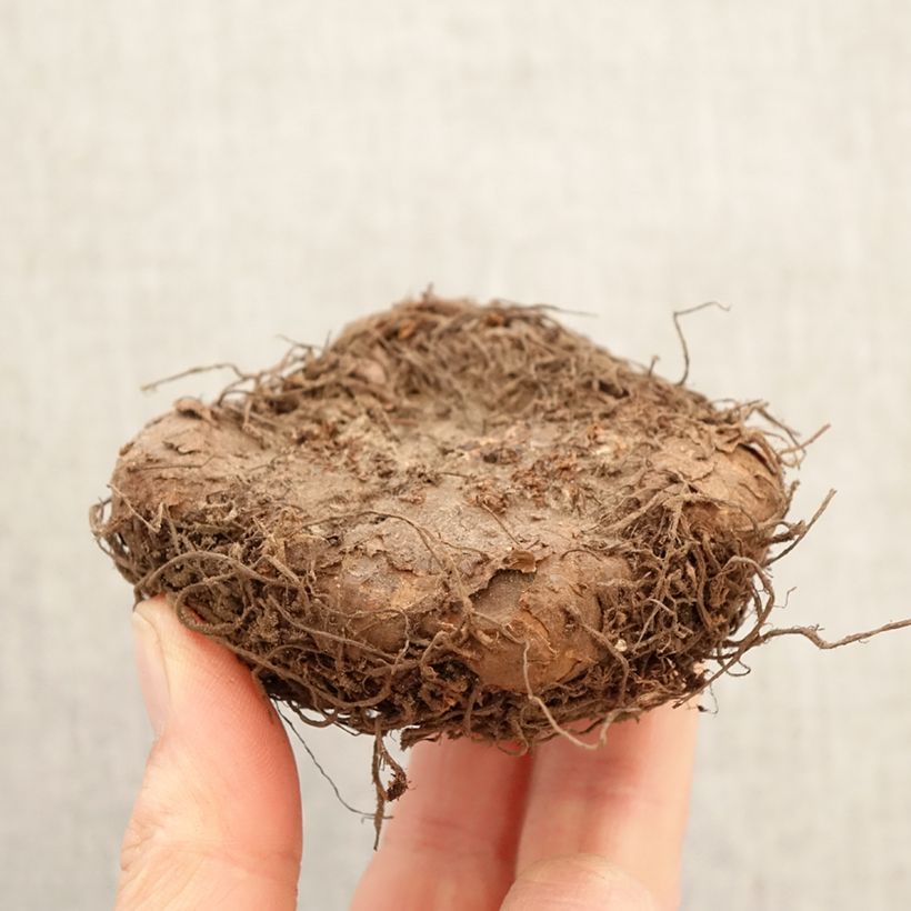 Begonia Fimbriata mix sei colori Bulbo taglia 6+ esemplare consegnato in primavera