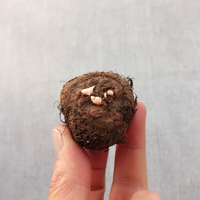 Begonia Fimbriata Red Bulbo taglia 6+ esemplare consegnato in primavera