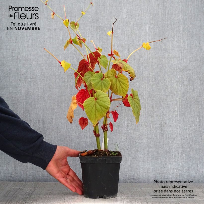 Esemplare di Begonia grandis subsp. evansiana Vaso da 2L/3L come consegnato in autunno