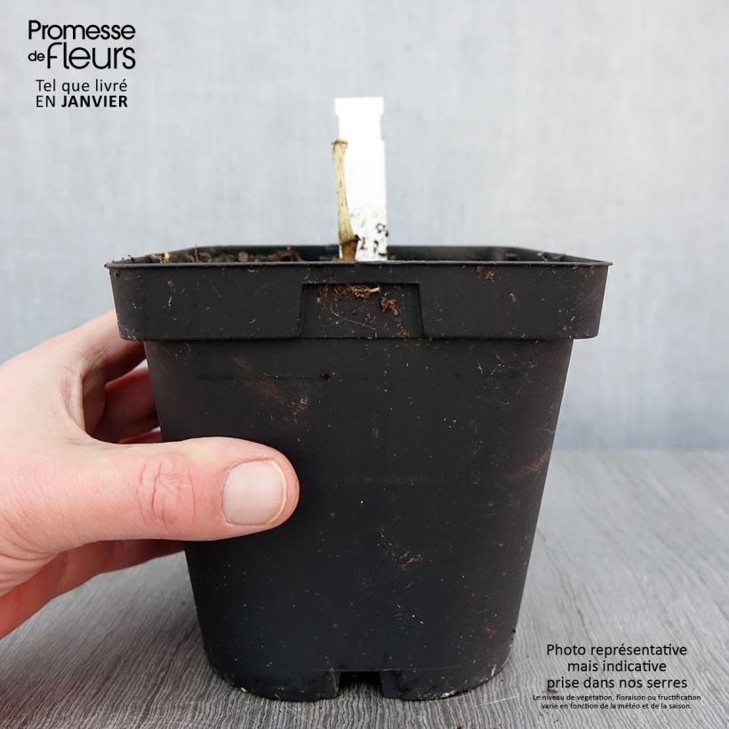 Begonia grandis subsp. evansiana Vaso da 2L/3L esemplare consegnato in inverno