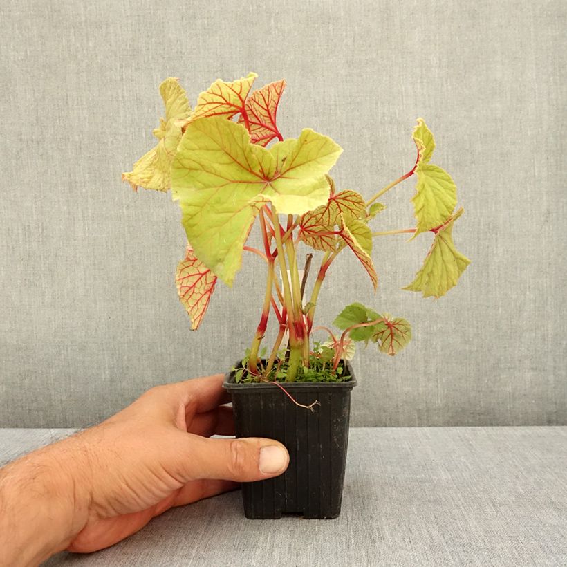 Esemplare di Begonia grandis subsp. evansiana var. alba Vasetto da 8/9 cm consegnato in estate