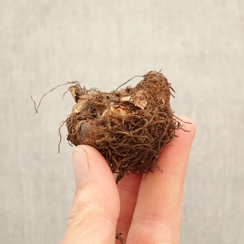 Begonia Multiflora Maxima pink Bulbo taglia 5+ esemplare consegnato in primavera