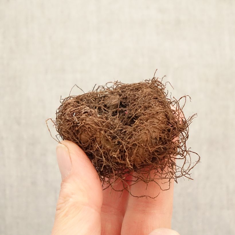 Begonia Multiflora Maxima white Bulbo taglia 5+ esemplare consegnato in primavera