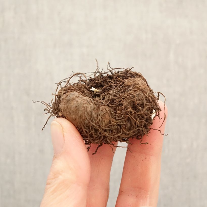 Bégonia retombant parfumé Angelique - Begonia odorata Bulbo taglia 5+ esemplare consegnato in primavera