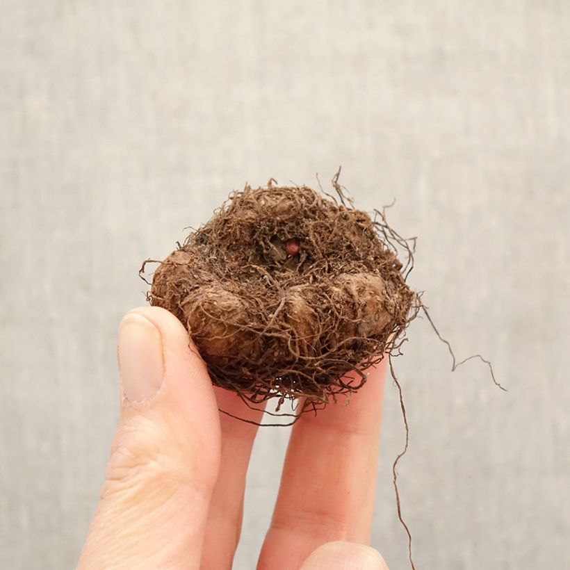 Begonia Pendula Cascade mix sei colori Bulbo taglia 5+ esemplare consegnato in primavera