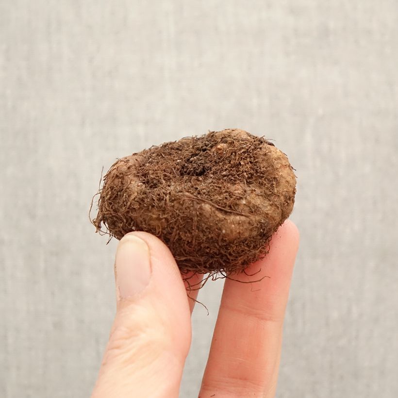 Begonia Pendula Cascade Scarlet Bulbo taglia 5+ esemplare consegnato in primavera