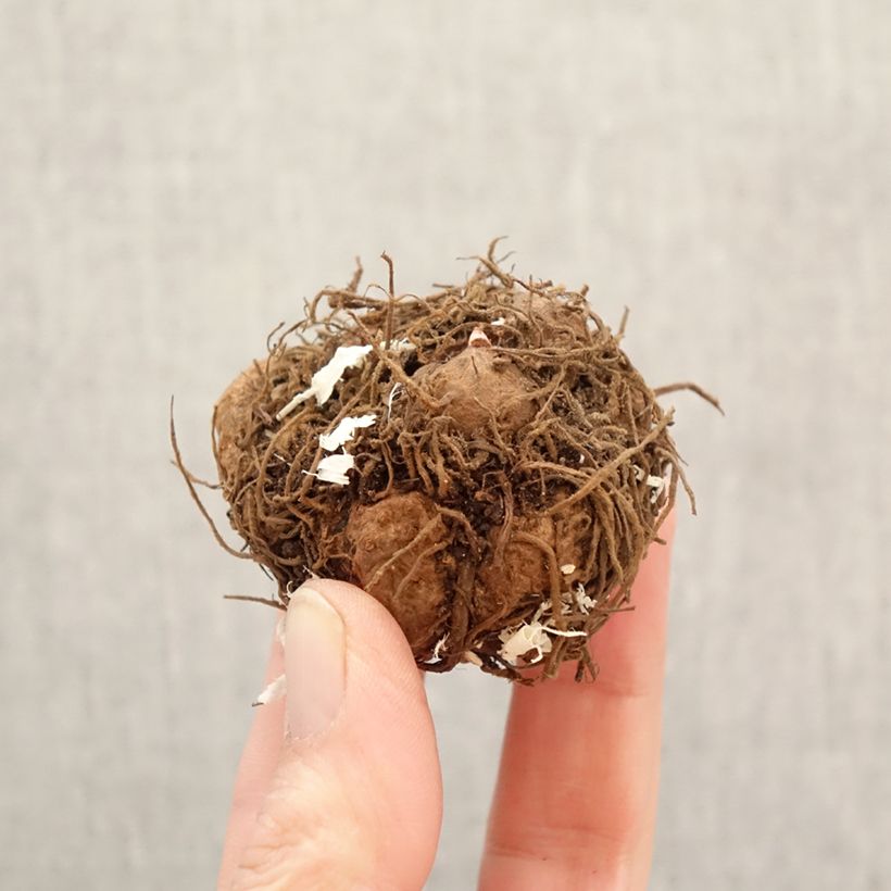 Begonia pendula Balcony mix due colori Bulbo taglia 5+ esemplare consegnato in primavera