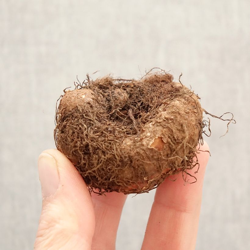 Begonia Pendula Cascade Pink Bulbo taglia 5+ esemplare consegnato in primavera