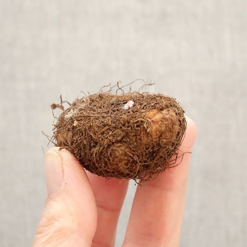 Begonia Pendula Cascade Salmon Bulbo taglia 5+ esemplare consegnato in primavera