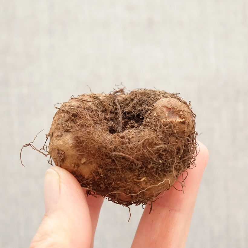 Begonia Pendula Cascade White Bulbo taglia 5+ esemplare consegnato in primavera