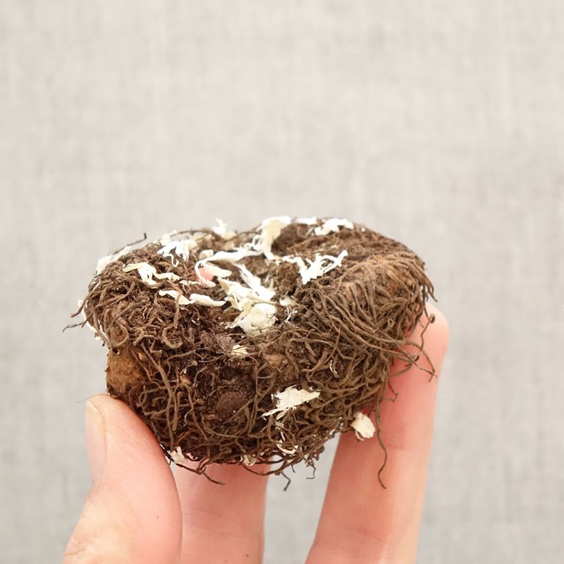 Begonia Pendula Cascade Yellow Bulbo taglia 5+ esemplare consegnato in primavera