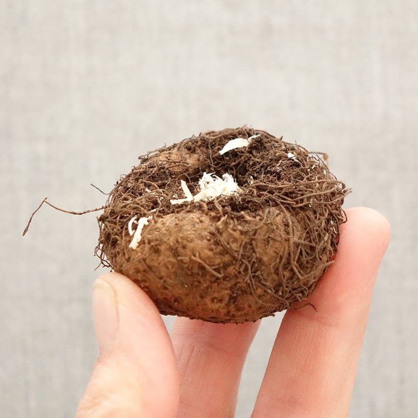 Begonia Pendula Pink Bulbo taglia 6+ esemplare consegnato in primavera