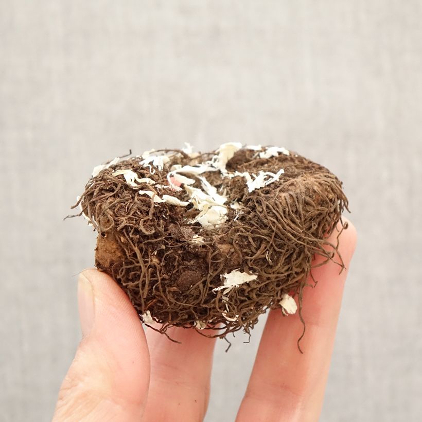 Begonia Pendula Salmon Bulbo taglia 6+ esemplare consegnato in primavera