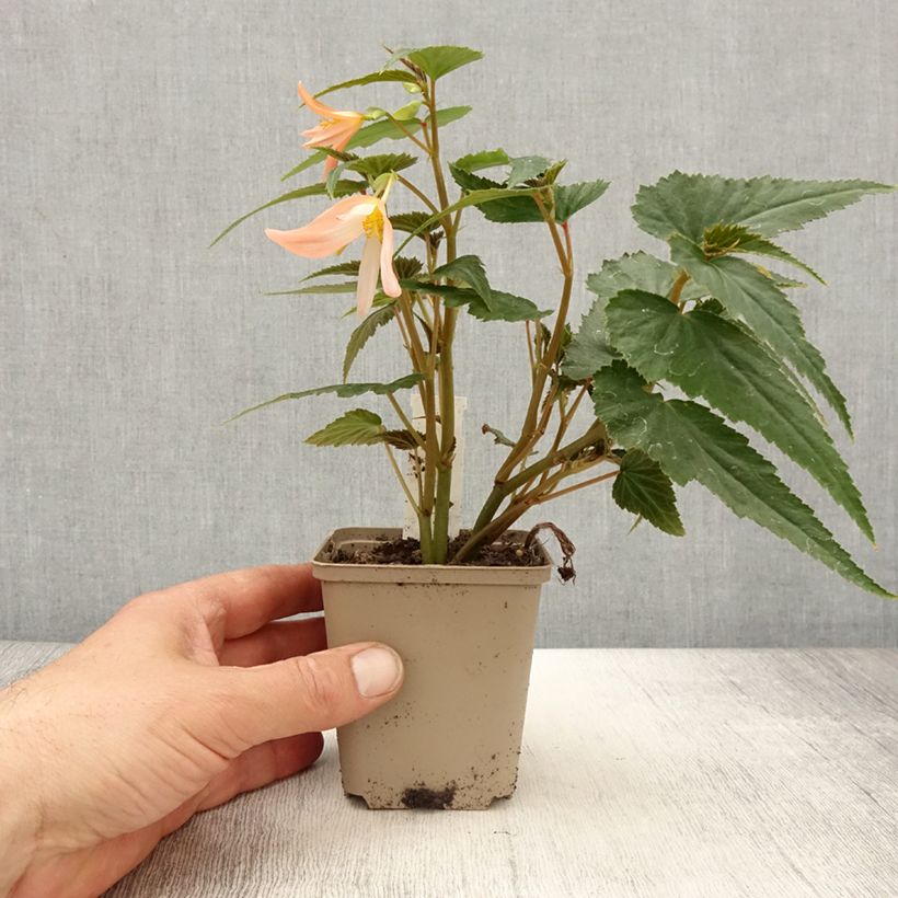 Begonia Summerwings White Elegance Vasetto da 8/9 cm esemplare consegnato in primavera