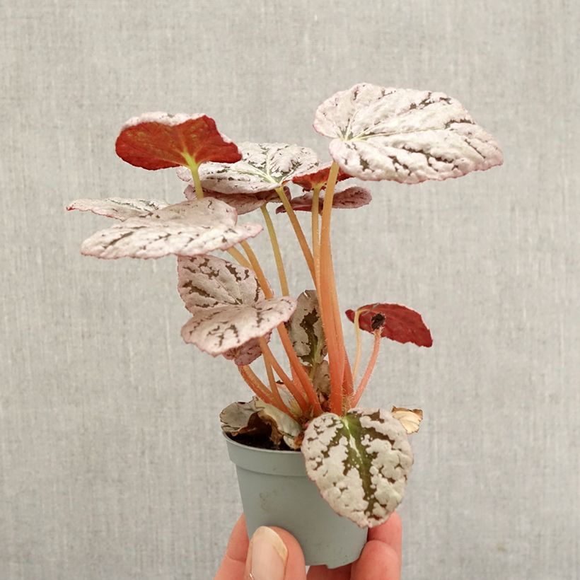 Esemplare di Begonia Rex Chayo Mini-plante come consegnato in autunno