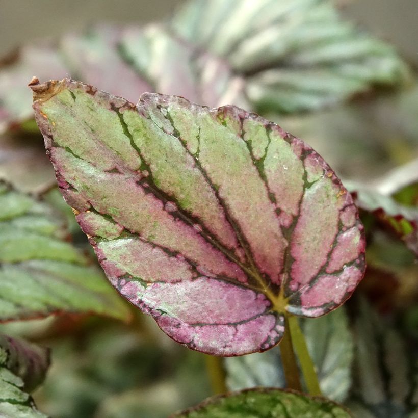 Begonia Rex Hugh McLauchlan (Fogliame)