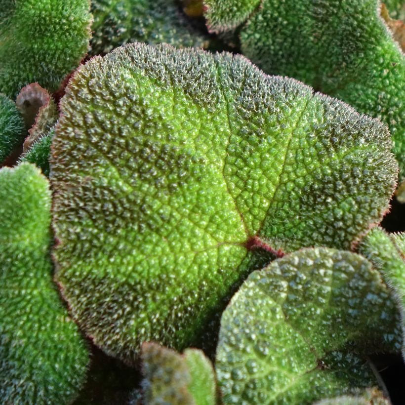 Begonia Rex Soli Mutata (Fogliame)