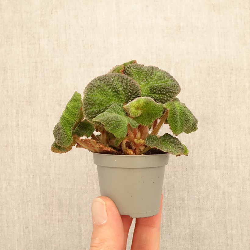 Begonia Rex Soli Mutata mini-pianta esemplare consegnato in primavera