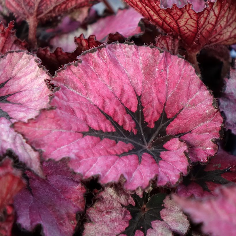 Begonia Rex Spirit of Kwale (Fogliame)