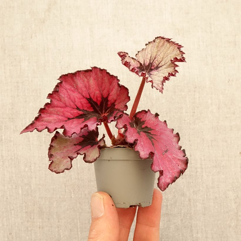 Begonia Rex Spirit of Kwale mini-pianta esemplare consegnato in primavera