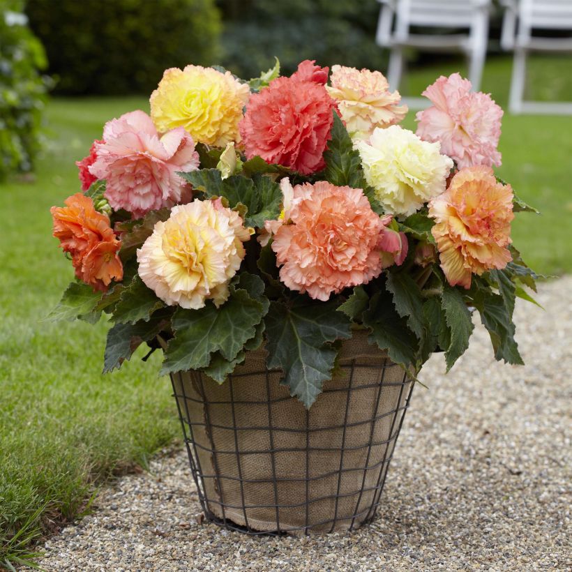 Begonia Fimbriata Samba Mix (Porto)
