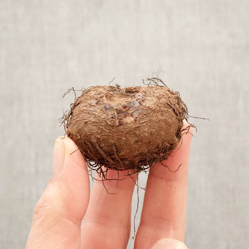 Begonia Sangria Bulbo taglia 5+ esemplare consegnato in primavera