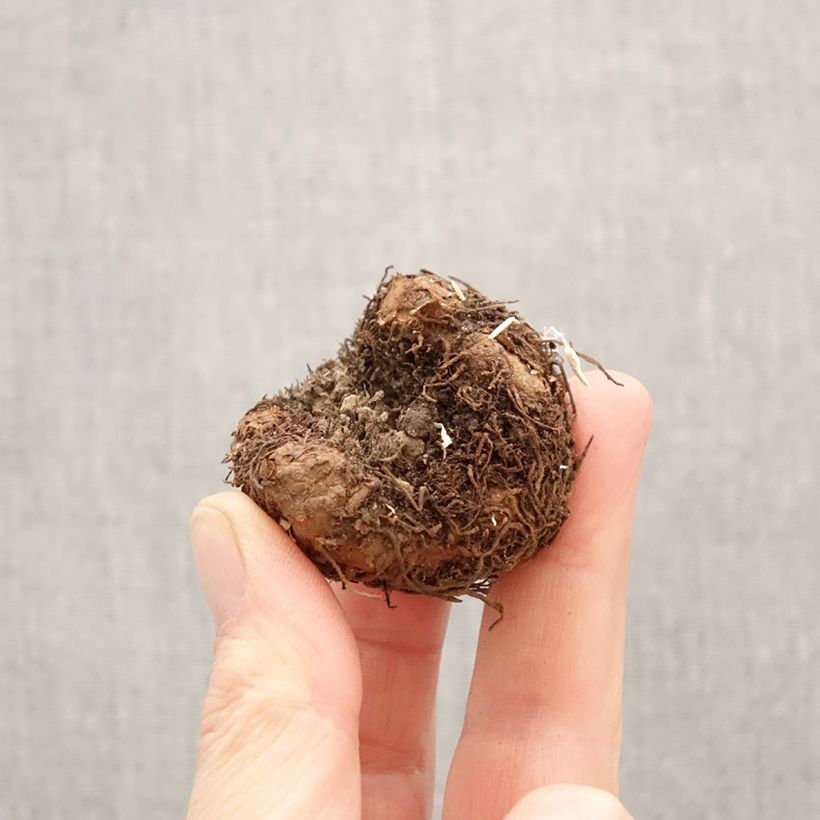 Begonia Pendula Splendide Apricot Bulbo taglia 5+ esemplare consegnato in primavera