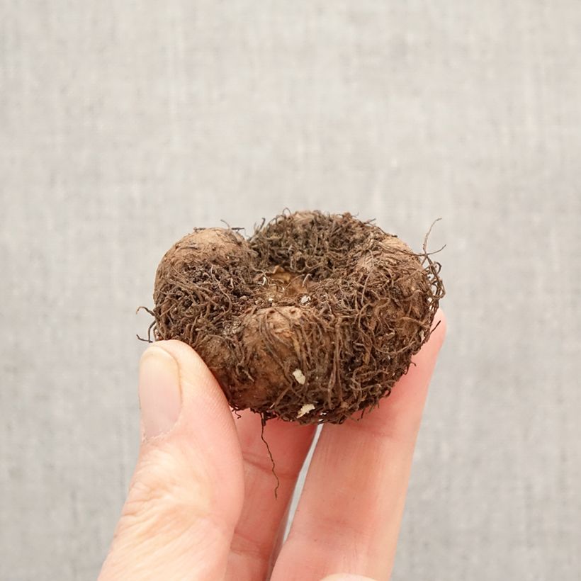 Begonia Pendula Splendide Ballerina Bulbo taglia 5+ esemplare consegnato in primavera