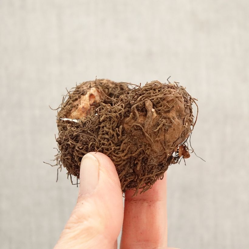 Begonia Superba Bolero Bulbo taglia 5+ esemplare consegnato in primavera