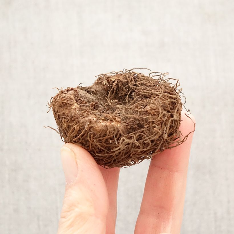 Begonia Superba Pink Bulbo taglia 5+ esemplare consegnato in primavera