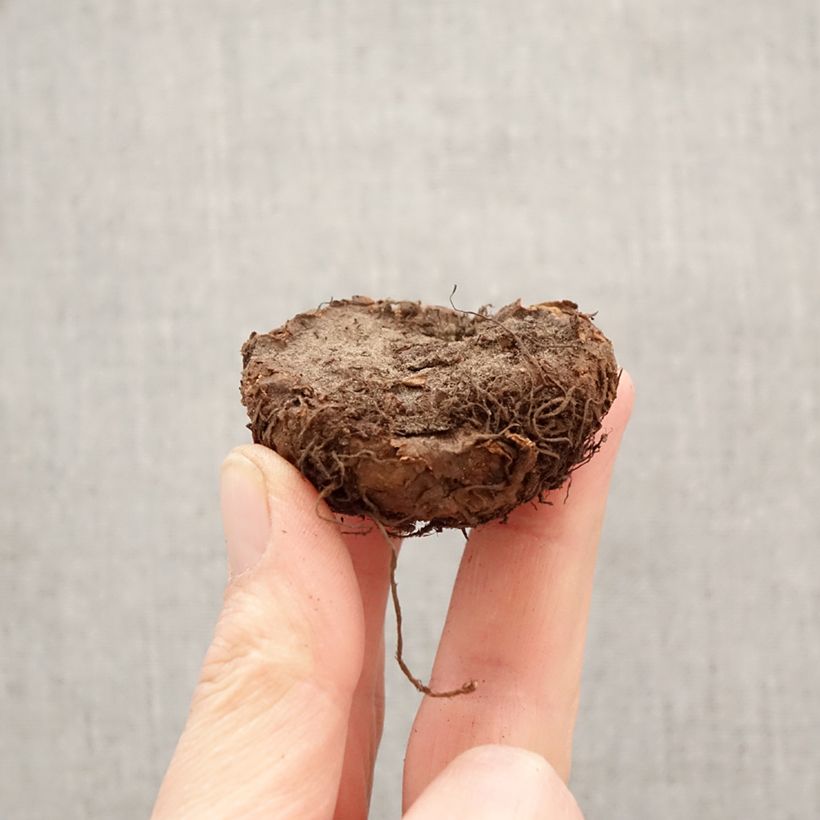 Begonia Superba Red Bulbo taglia 5+ esemplare consegnato in primavera