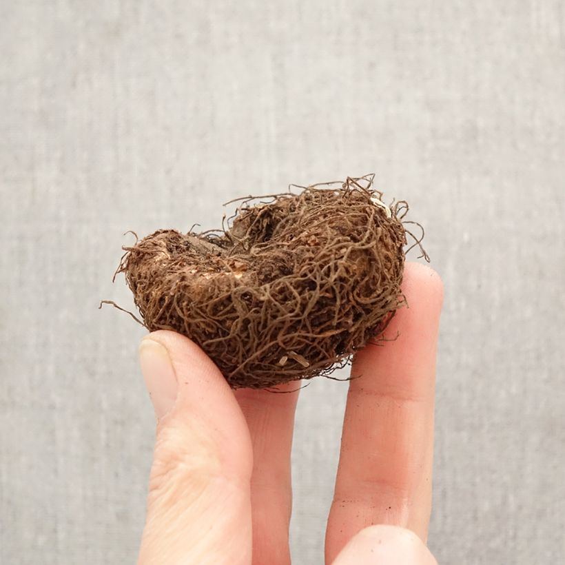 Begonia Superba White Bulbo taglia 5+ esemplare consegnato in primavera