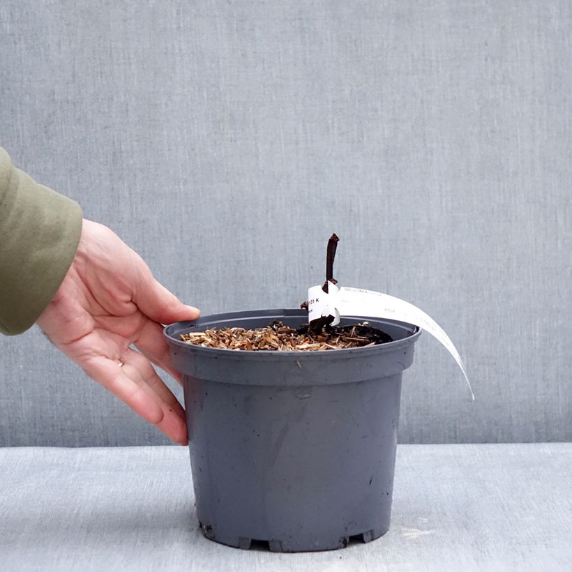 Begonia Torsa Vaso da 3L/4L esemplare consegnato in inverno