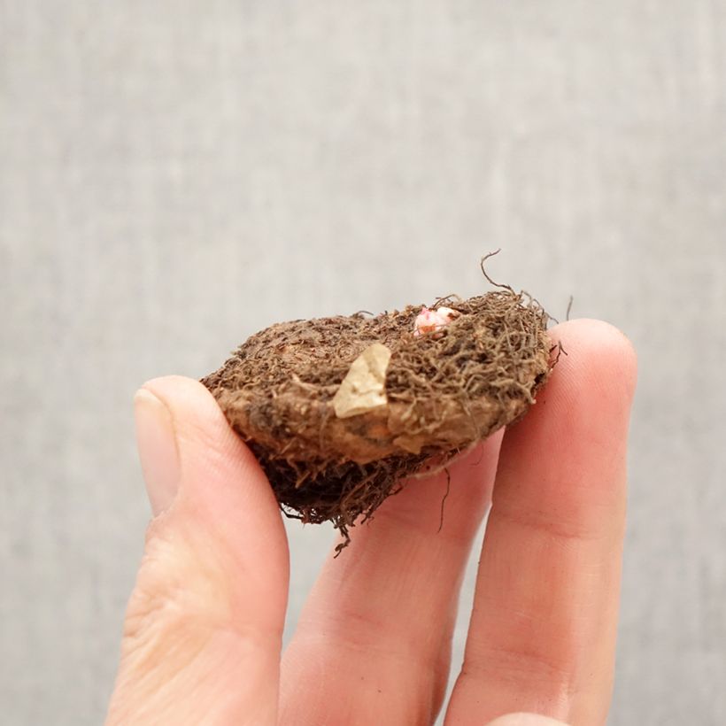 Begonia Superba Yellow Bulbo taglia 5+ esemplare consegnato in primavera