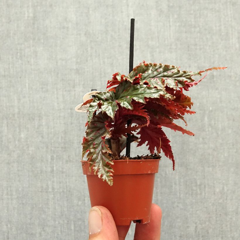 Begonia Wings serratipetala Mini-plante esemplare consegnato in primavera