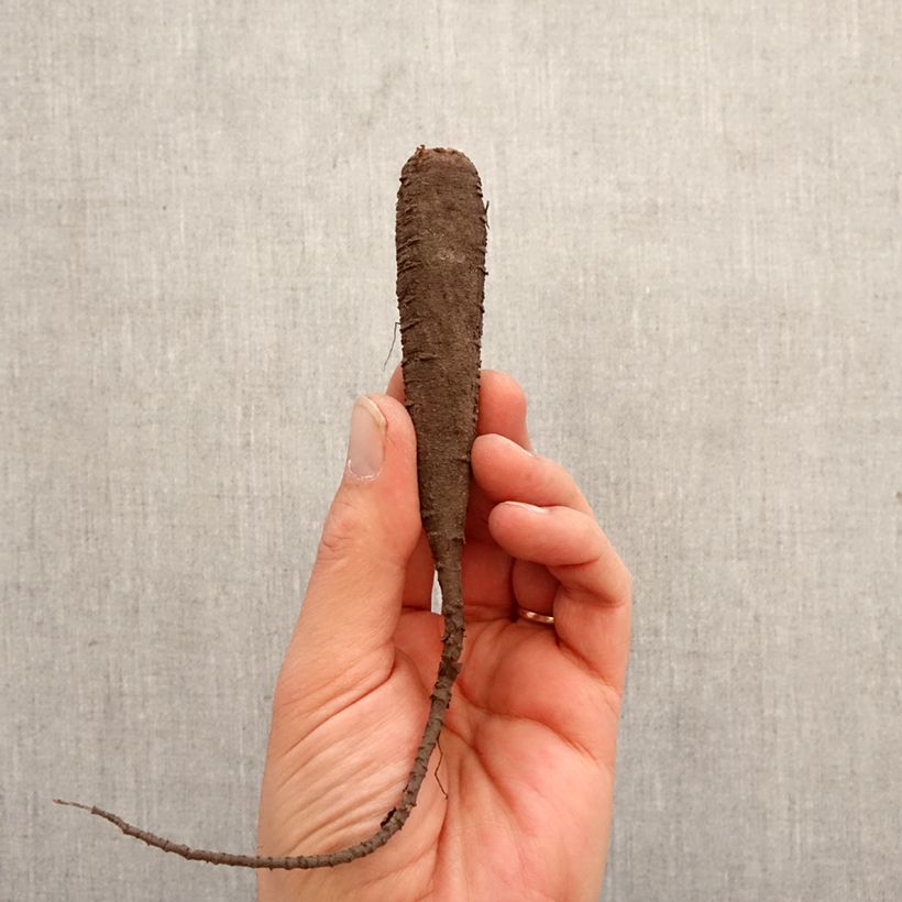 Mirabilis jalapa - Bella di notte Bulbo taglia I esemplare consegnato in primavera