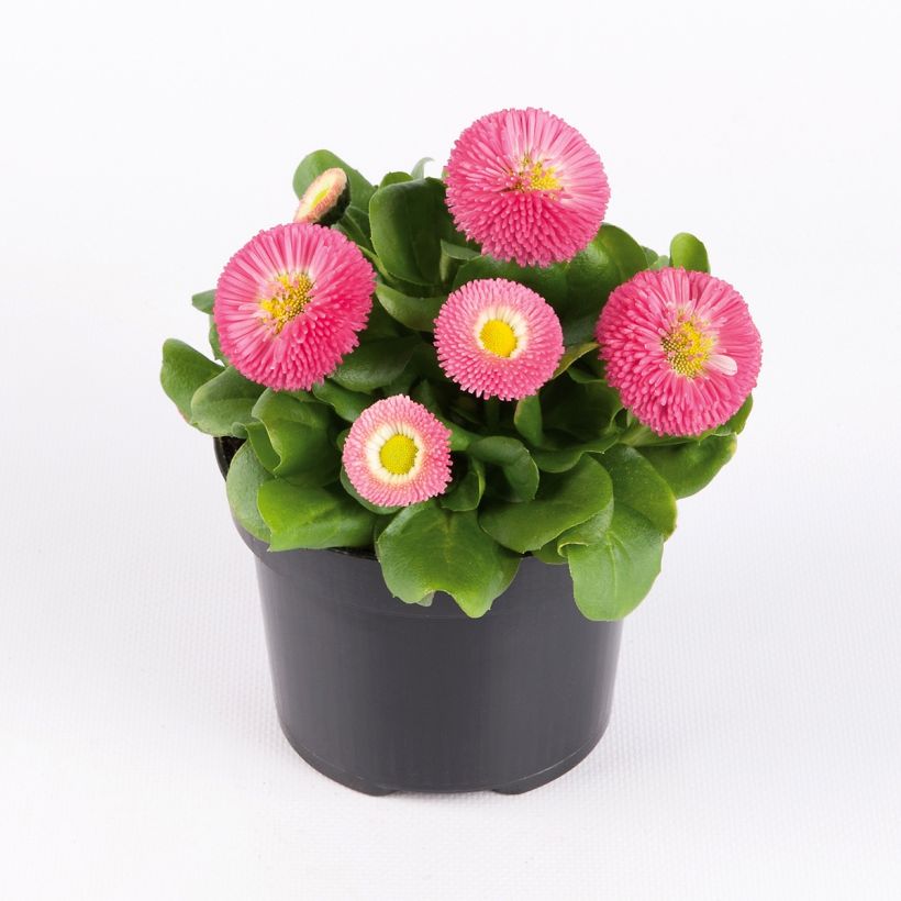 Bellis perennis Bellastar Compact Rose - Pratolina comune (Porto)