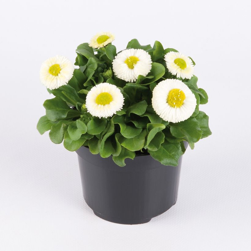 Bellis perennis Bellastar Compact White - Pratolina comune (Porto)