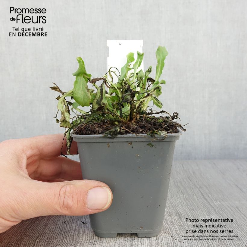 Esemplare di Bellis perennis Roze - Pratolina comune Vasetto da 7/8 cm come consegnato in autunno