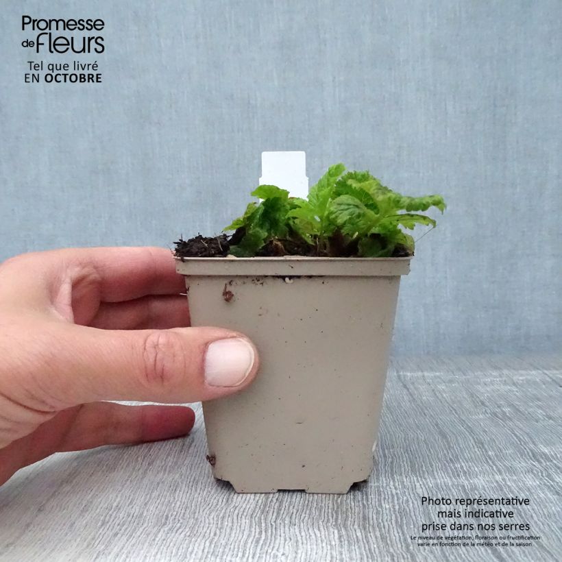 Esemplare di Geum Cocktail Alabama Slammer Vasetto da 8/9 cm come consegnato in autunno