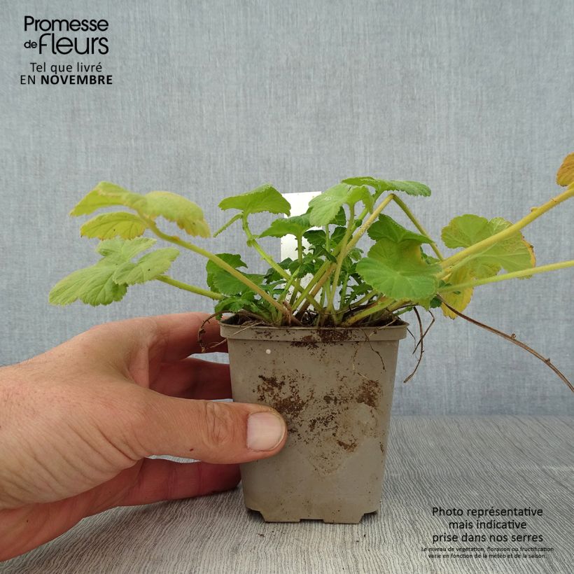 Esemplare di Geum rivale Album Vasetto da 8/9 cm come consegnato in autunno