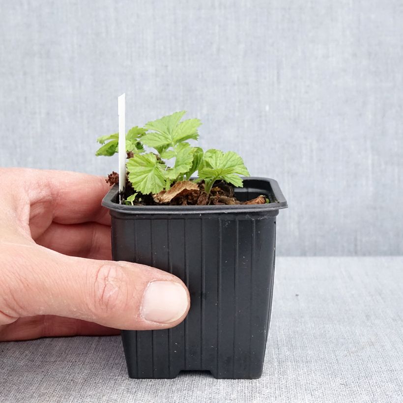 Geum rivale Coppertone Vasetto da 8/9 cm esemplare consegnato in primavera